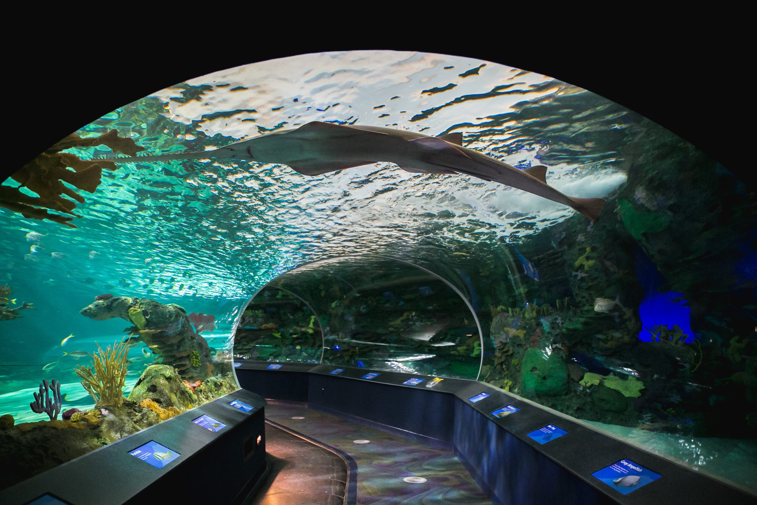 Ripleys Aquarium of Canada - We Love Toronto